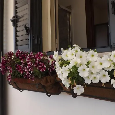 Beb Nonno Baffo 4* 아볼라